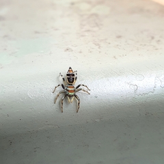 Cosmophasis micarioides