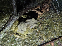 Bufo bankorensis