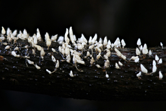 Physalacria orinocensis