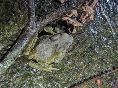 Bufo bankorensis