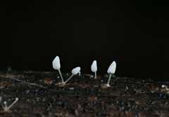 Physalacria orinocensis