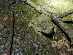 Bufo bankorensis