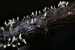 Physalacria orinocensis