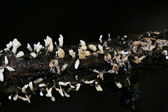 Physalacria orinocensis