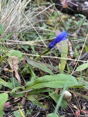 Gentianopsis