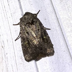 Lacinipolia renigera