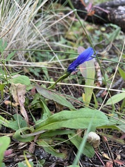 Gentianopsis