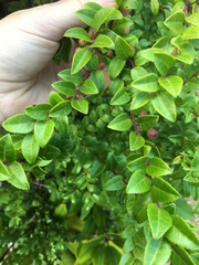 Vaccinium ovatum
