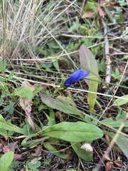 Gentianopsis