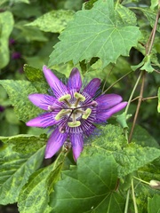 Passiflora × kewensis