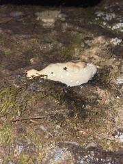 Fuscopostia fragilis