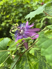 Passiflora × kewensis