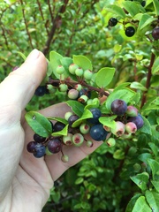 Vaccinium ovatum