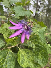 Passiflora × kewensis