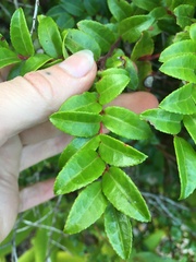 Vaccinium ovatum