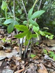 Passiflora × kewensis