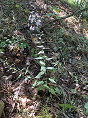 Symphyotrichum undulatum