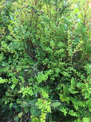 Vaccinium ovatum