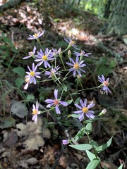 Symphyotrichum undulatum