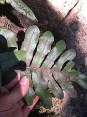 Polypodium scouleri