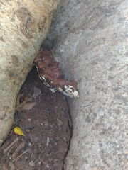 Ganoderma polychromum