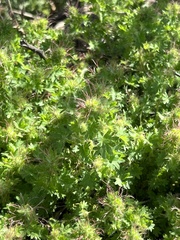 Acalypha radians