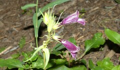 Penstemon whippleanus