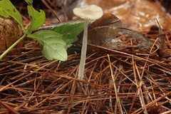 Mycena clavicularis
