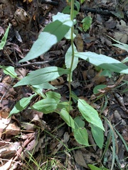 Symphyotrichum undulatum