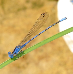 Argia funebris
