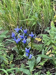 Gentianeae