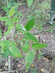 Celtis laevigata
