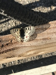 Parnassius smintheus