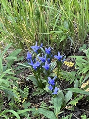 Gentianeae