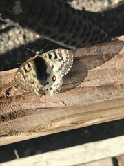 Parnassius smintheus