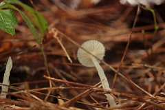 Mycena clavicularis