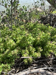 Acalypha radians