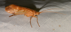 Limnephilus indivisus