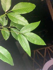 Fraxinus caroliniana