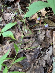 Campanula divaricata