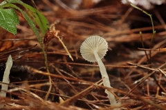 Mycena clavicularis