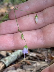 Campanula divaricata