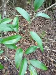 Smilax laurifolia