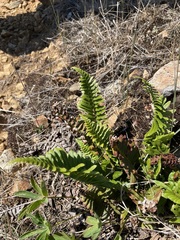 Polystichum munitum
