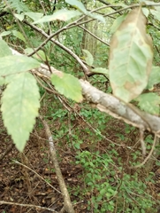 Ulmus alata