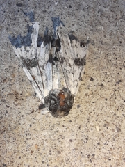 Catocala relicta