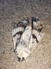 Catocala relicta