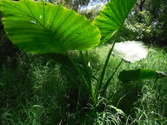 Alocasia macrorrhizos