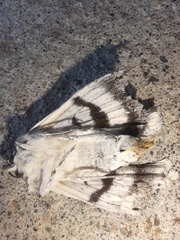 Catocala relicta