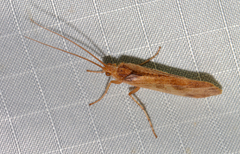 Limnephilus indivisus